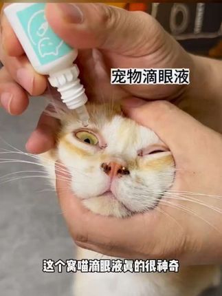 这个窝喵滴眼液养宠家庭必备!#萌宠好物 #窝喵滴眼液 #窝喵