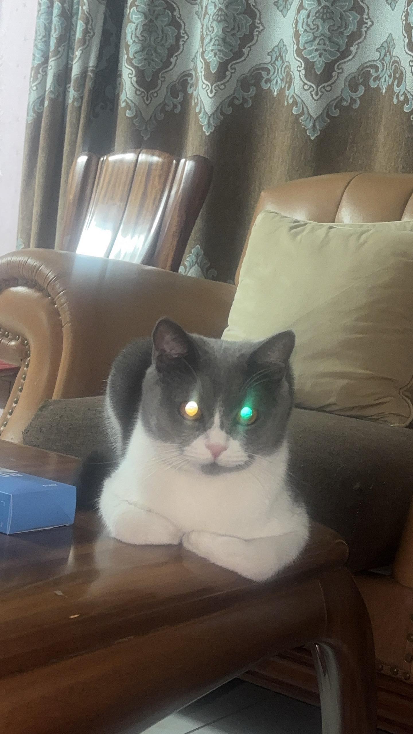#我家可爱的小猫咪