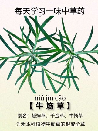 牛筋草,可是有名的中草,别在把它当杂草啦#中草药 #草本植物 #一日一植物 #药用植物 #植物知识