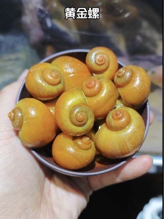 宝子们别错过!黄金螺外壳金灿灿,水里像颗活宝石!清洁力还强,鱼缸脏东西全扫光,好养又好看,水族箱立马变精致~#黄金螺 #观赏鱼 #鱼缸清洁 #养鱼 #水族