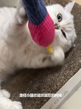 之前火的现在买也来得及,不知不觉小猫自己把牙刷了#养宠必备 #宠物玩具 #猫薄荷 #养猫新手 #猫玩具