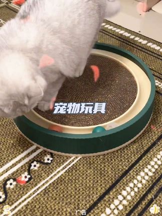 看它在该有的年纪这么开心,也就值了 #新手养猫 #猫咪日常 #养猫的应该都懂吧 #毛孩子的日常 #毛孩子的日常