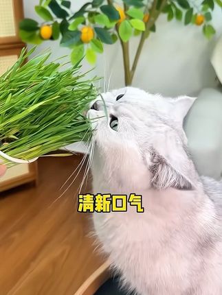 哈仔懒人泡面猫草创新滤水设计猫咪零食化毛排毛球懒人猫草mini#猫草 #懒人猫草 #化毛球 #排毛球#宠物好物推荐