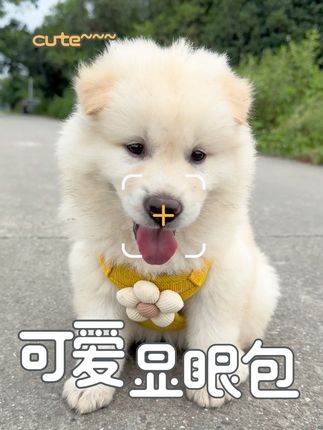 #中华田园犬 #土松 #日常遛狗 小狗奔向的不是镜头,而是你~