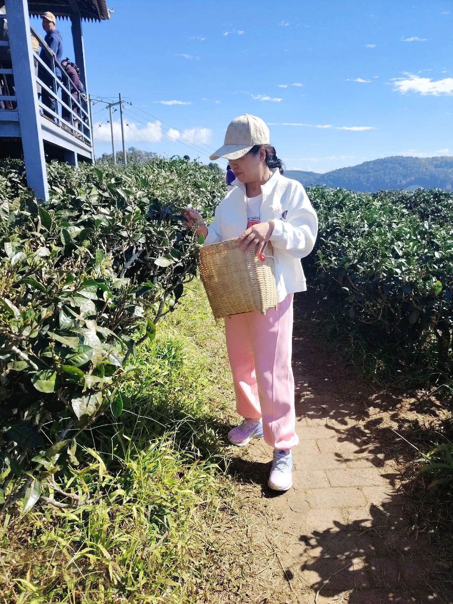 万亩大茶园,喜欢普洱茶的看过来 - 抖音