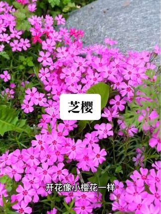 秋天种下春天开满一片 芝樱有苗啦,需要的小伙伴可以种了哦#爱生活爱养花 #好看的花一定分享给你 #花卉绿植 #地被植物#芝樱