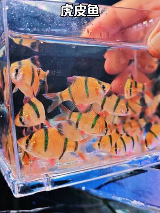 虎皮鱼 虎皮鱼,身披虎纹,游姿灵动!好养活,群游超吸睛,鱼缸添活力~  #虎皮鱼#鱼缸里的大自然 #观赏鱼#养鱼日记#水族@抖加🔥上热门🔥dou+🔥热点宝