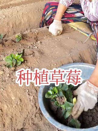 #草莓 #草莓苗 #草莓苗育苗基地 #草莓苗出售 #草莓种植