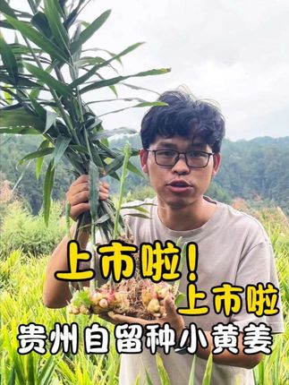 老姜来啦,姜还是老的辣,藏不住的姜味浓郁而芬芳,满屋飘香#生姜#自然种植,调味品#美食美味#优质农产品 #大山里的味道