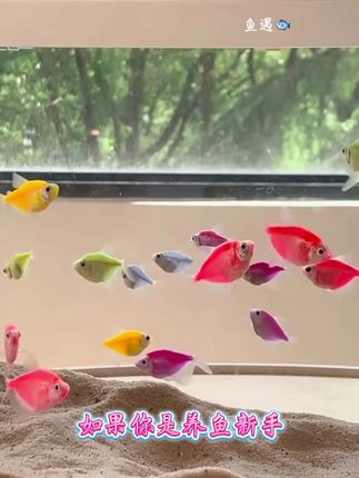 糖果色天使鱼,是水族箱里的“温柔调色师”。马卡龙粉、蓝、紫、橙等柔和色彩在体表晕染,鳞片泛着细腻光泽,游动时如彩色云朵般优雅灵动。  身形修长,鱼鳍舒展似轻纱,静时是恬静的“色彩雕塑”,动时若灵动的“水中舞者”。性格温和不挑食,藻类、丰年虾都爱吃。群养色彩交织,单养独赏优雅,为鱼缸添一抹甜柔活力,让观赏时如坠治愈糖果梦境。#糖果色天使鱼 #观赏鱼 #养鱼日记 #水族 #鱼