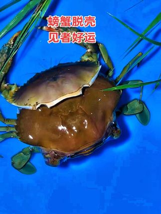 螃蟹脱壳全过程。#强烈推荐 #螃蟹脱壳#海鲜水产