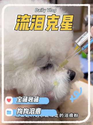 爱流眼泪的小狗就容易有泪痕 #养狗经验分享 #狗狗泪痕 #狗狗护理 #萌宠好物 #宠物用品推荐