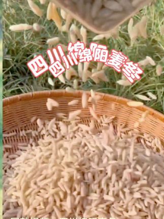 #创作灵感 #上热门🔥 #同款视频,四川绵阳麦冬#纯天然绿色食品 #健康食材 #快来一起尝个鲜 @抖音小助手 @企业号电商助手 @电商小助手 @田姐A【09:10】 @统一回复谢谢大家的关注和点赞