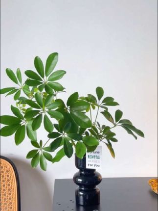 #鸭脚木 八方来财,好看好养,水培省心做办公搭子很不错#室内绿植盆栽推#绿植盆栽 #净化空气 #室内绿植