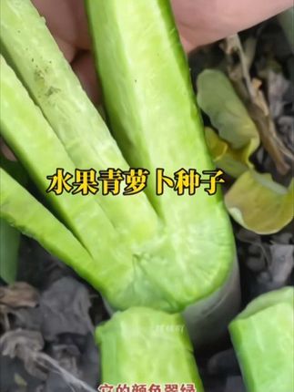 冰糖心水果萝卜种子~推荐一款适合家庭种植的萝卜,他就是水果萝卜~易种好活,从发芽到收获,看着它在土里悄悄长大,成熟后生吃脆甜爽口~小院阳台都可以种,喜欢你就种起来~~农家蔬菜种孑绿萝卜种籽 #萝卜#水果萝卜 #种子 #蔬菜种子 #阳台小院均可种植