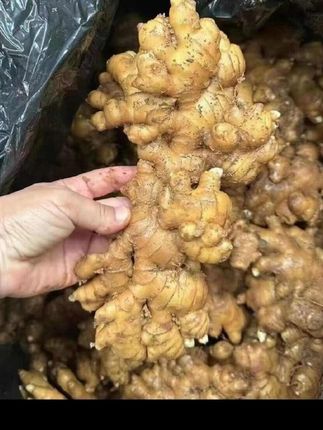 云南小黄姜🫚#记录生活 #强烈推荐