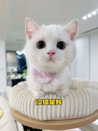 20多岁多了个“弟弟”是什么感受? #小奶猫#海尔麦浪冰箱#海尔智慧科技尽享生活主场#海尔麦浪冰箱治愈系发布会