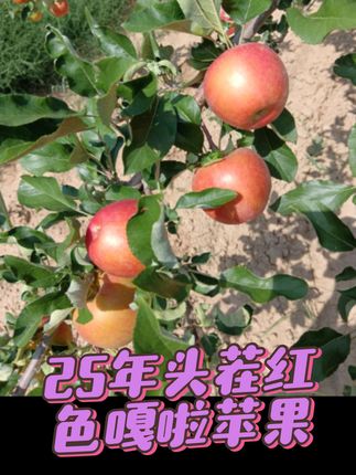 25年头茬红色嘎啦苹果上市,需要的左下角小黄车下单