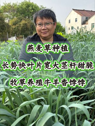 燕麦草叶片宽大茎杆甜脆适口好,粗蛋白含量丰富营养均衡,牧草养殖牛羊香饽饽!#燕麦草#燕麦草种子#牧草养殖#牧草养殖牛羊##牧草种子