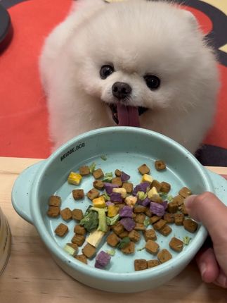 美美吃上营养餐 #宠物美食 #养宠日常 #爱与陪伴 #狗狗训练日常 #宠物日记