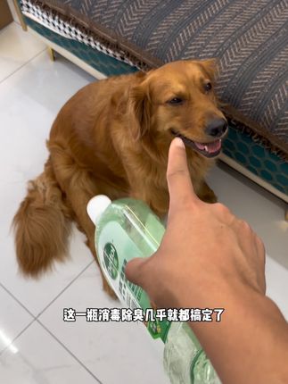 我和宠物店的同行们都在用!做到五个9的杀灭效果!没有比这更好的了#新手养狗 #养狗经验分享 #萌宠好物 #新手养猫#滴露宠物消毒液