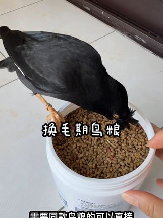 #鸟粮#好物分享#开元鸟粮
