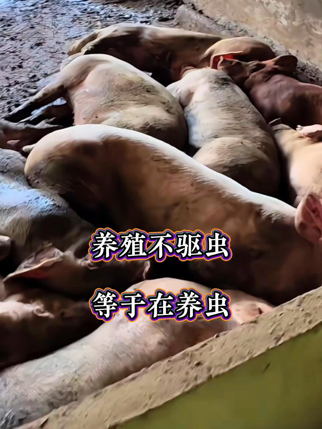 #养殖人 #猪牛羊养殖 #农村创业养殖 #三农 #养殖人加油