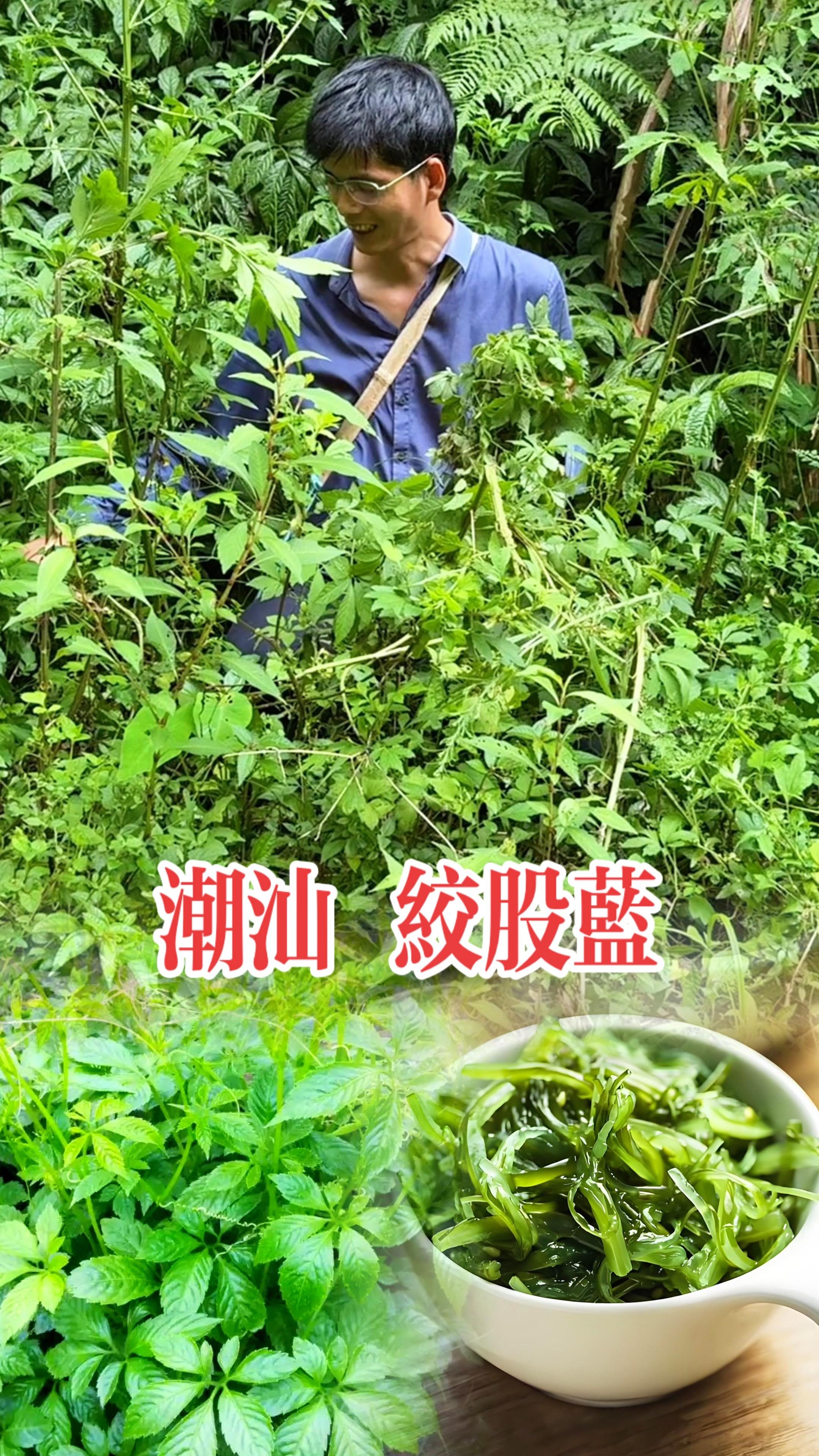 #潮汕 #绞股蓝 #绞股蓝茶 #潮汕人 #潮汕功夫茶
