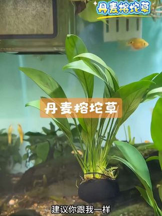 家里有养鱼的一定要试试这个丹麦榕坨草,可以去除腥味,净化水质,关键还好养。#水草 #鱼缸造景#丹麦榕坨草