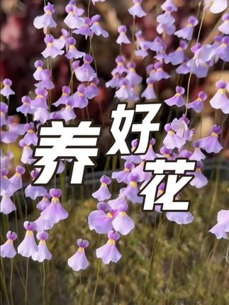 养花花的关键#养花 #花肥