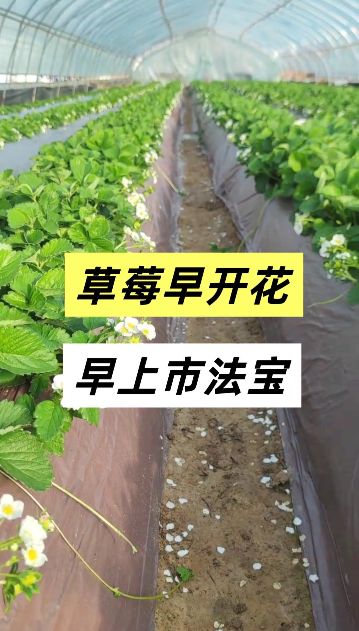 草莓促进花芽分化,现蕾现蕾促花肥 #草莓高产 #草莓花芽分化 #草莓促花 #促花肥#促进花芽分化