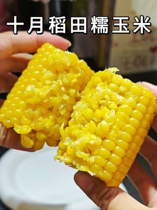 回复@梅梅vlog的评论#软糯香甜 #十月稻田黄糯玉米 #太好吃了 #糯玉米