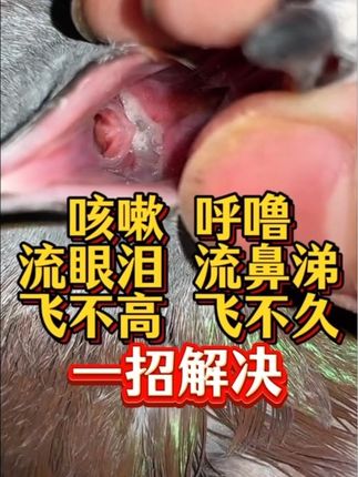 #上热门 #鸽子张口呼吸#鸽子流眼泪#鸽子呼噜@DOU+小助手 @DOU+上热门
