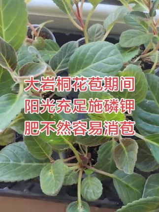 大岩桐也叫芙蓉花可以通过枝条和叶片扦插进行繁殖。扦插需选择春秋季进行,最佳时间为春季,成活率高。养护需保持湿润环境、避免强光直射,并控制浇水频率。 #大岩桐#爱生活爱养花 #爱扦插 #大岩桐