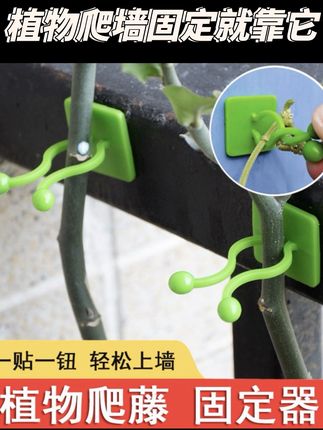 #绿萝爬墙固定器 #固定器#绿植固定器 #固定夹 #实用好物