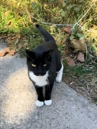 🐱:吓一跳! #猫咪