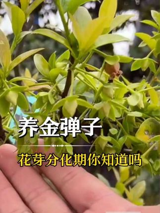 金弹子花芽分化期千万别错过!喷一喷爆芽素原液,花芽蹭蹭冒,来年开花结果多到爆!定期养护小技巧,轻松高产秘籍~快试试吧! #金弹子 #花芽分化 #爆芽素 #果树养护 #园艺技巧