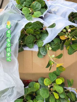 管他372十一,天天就知道发发发#原创视频 #抖音推广 #看过来 #见证成长 #养花人
