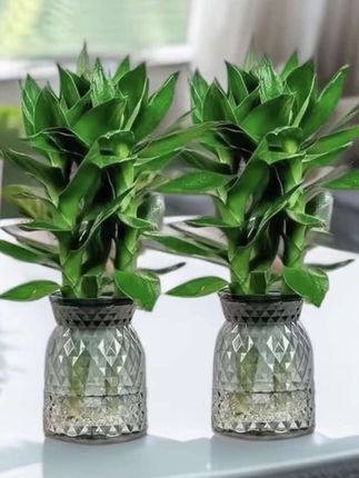 #观音竹 #四季常绿 #绿植花卉 #水培观音竹 #室内绿植