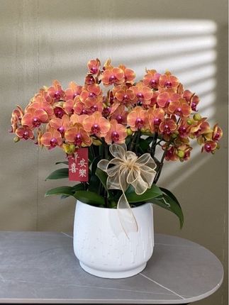 金桔树蝴蝶兰 非常亮眼的橘红色 #橘色 #蝴蝶兰