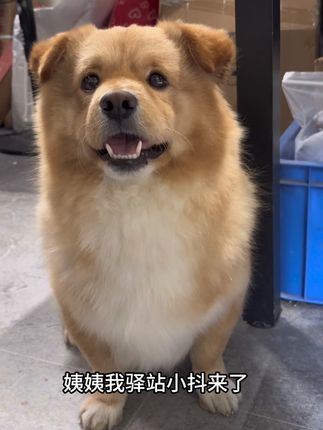 终于轮到我小抖出来玩了 #萌宠出道计划 #狗狗 #汪爸爸狗粮#汪爸爸#狗粮推荐