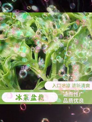 #冰菜 全身布满冰晶,冰冰凉凉非常适合夏天吃#阳台花盆小院均可种植 #冰菜种子
