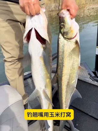 钓翘嘴用玉米不雾化,你顶多只能钓一两条过路鱼!这才是能聚鱼留鱼的翘嘴专用打窝颗粒窝料! #钓翘嘴 #钓翘嘴技巧 #打窝#窝料#翘嘴