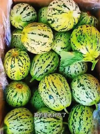 山东特产八里香花美人甜瓜香瓜,脆甜多汁,瓜香浓郁,吃起来嘎嘣脆,超好吃#口感特别好 #好吃到停不下来