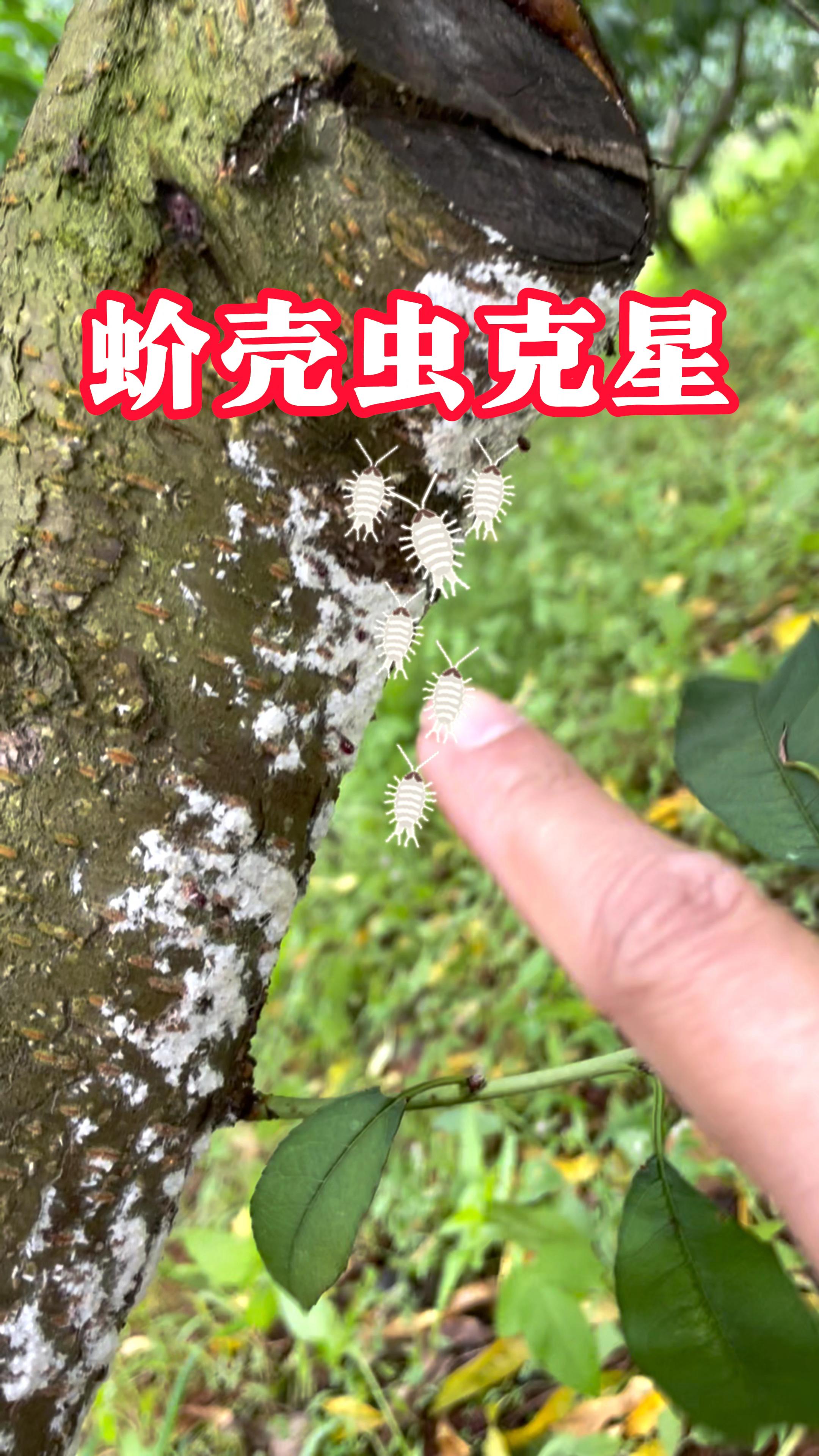 大家都知道蚧壳虫有一层蜡质外壳。一般药很难消灭它,选对打药的季节,再用蚧壳虫专用药能有效快速灭虫,灭虫更灭卵。#养护小知识 #病虫害防治#蚧壳虫怎样彻底消灭#果园管理#盆景花卉绿植