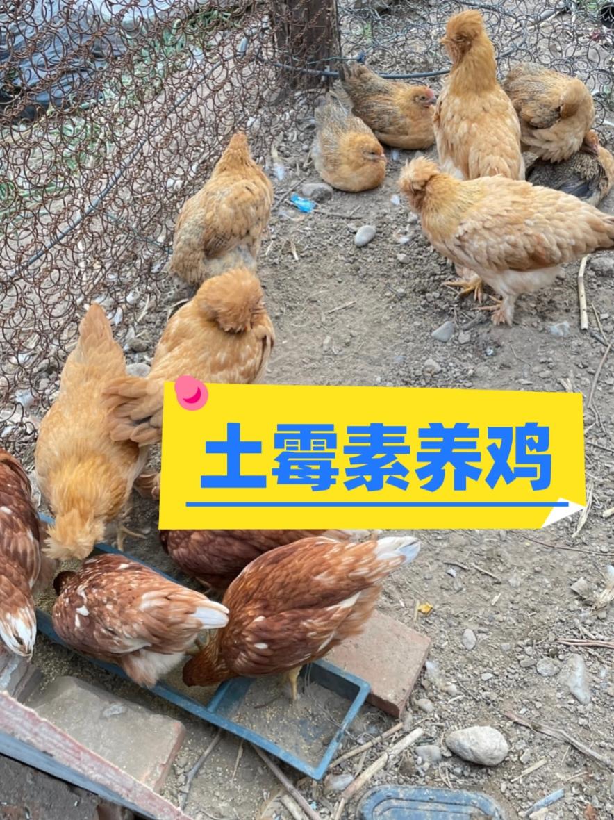 #养鸡#养鸡人#养鸡小妙招#养鸡技术 #养鸡技术指导