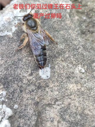 大千世界,无奇不有,蜂王在石头上面短短一分钟产下了两枚卵。