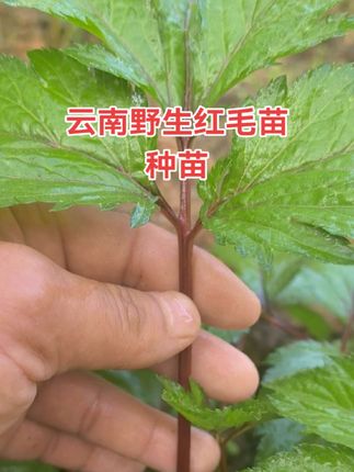 #草本植物 #盆栽 #女性  #健康蔬菜种植 #植物科普 云南野生红毛芹种苗