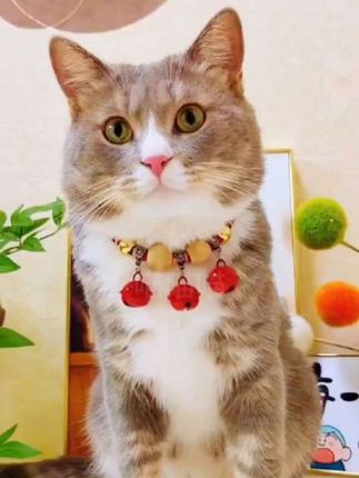 猫咪狗狗更漂亮更舒服#猫咪驱虫项圈#狗狗驱虫项圈#宠物好物