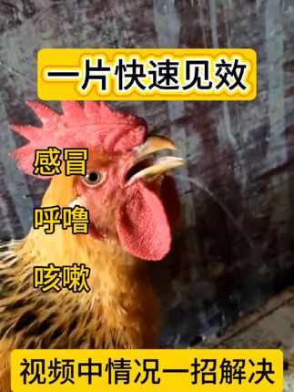 #养鸡 #鸡鸭鹅养殖 #农村散养土鸡 #科学养鸡 #养殖